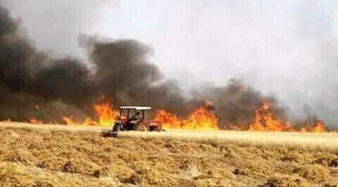 Some of the famers risked their lives getting close to the fire to harvest as much of the crop as they could. What else could they do? This is their livelihood.  #Syria