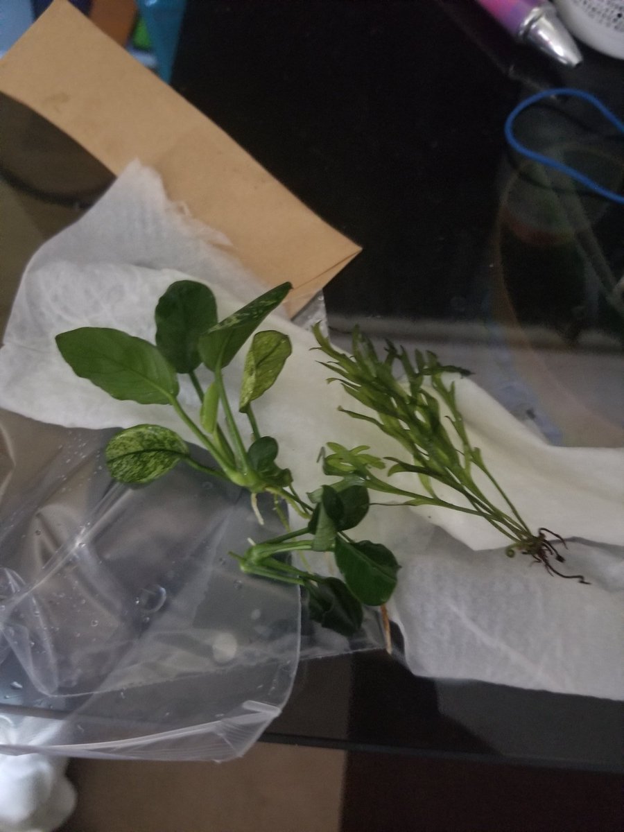 無事届きました！たけちゃむさんありがとうございます＼(^-^)／