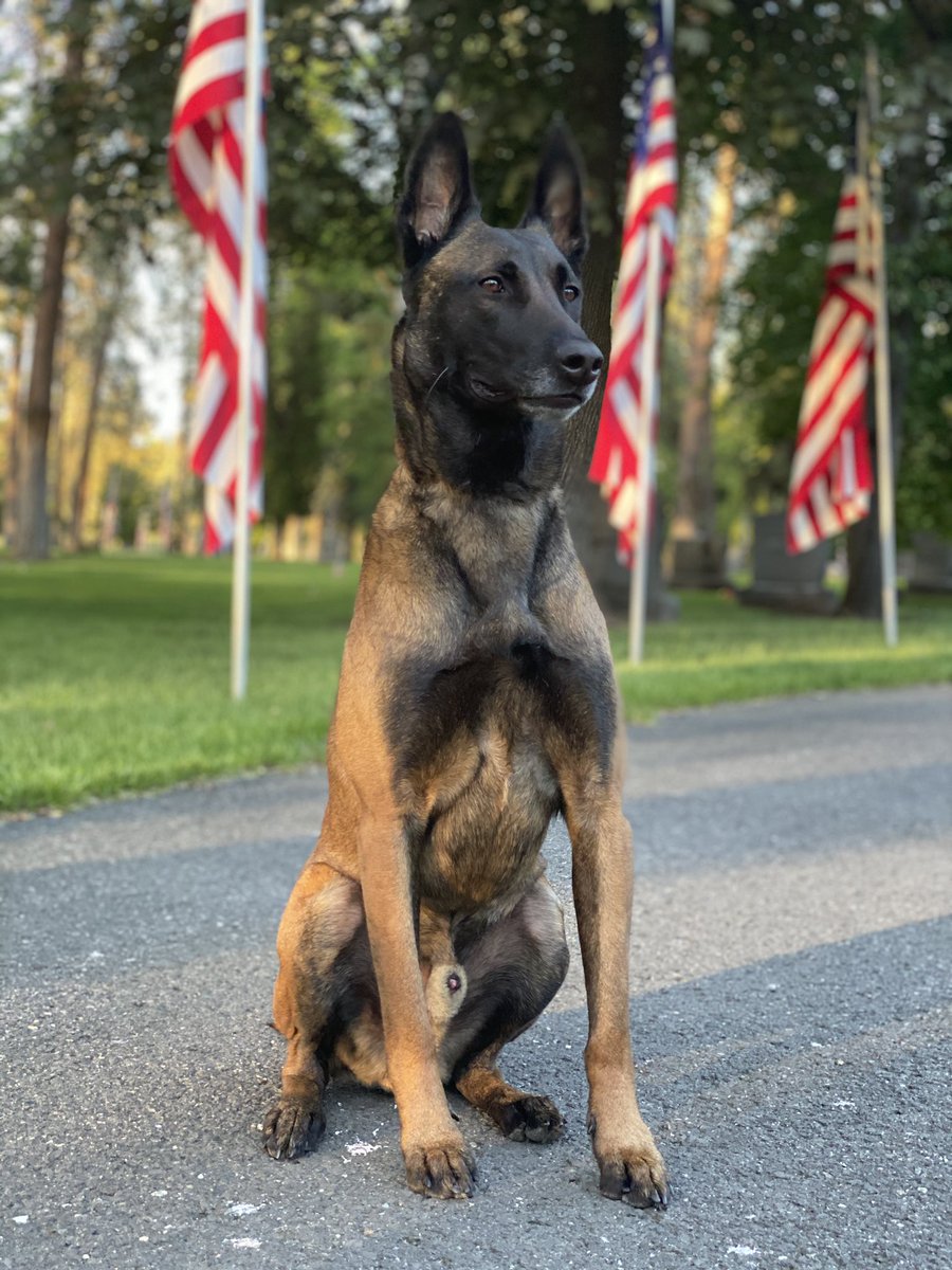 K9 Support NW tweet media