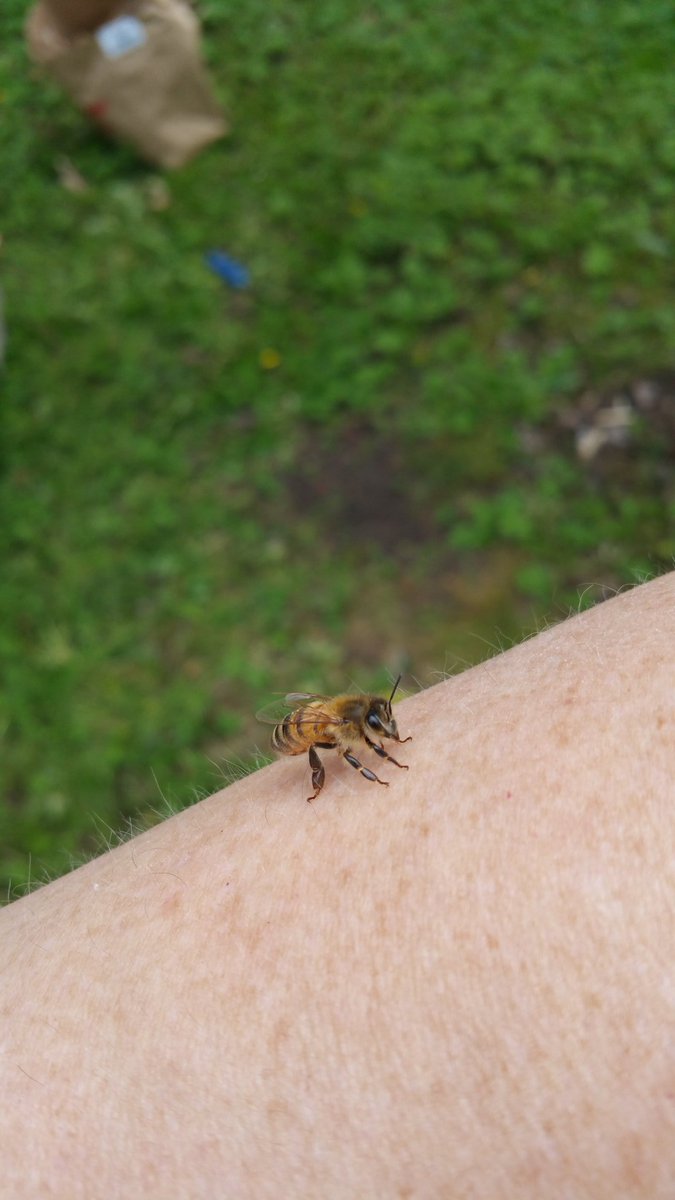 Xenomorphs's tweet photo. Bee party https://t.co/POrrUY0zGD