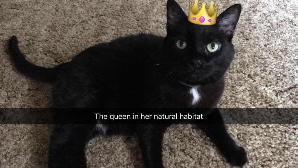 livbugs_diary's tweet photo. @tats___22 Does MeetMe count?? I wish I had a screenshot of my first message to him. “Wanna see my cat?” (The cat in question pictured below) ((also the picture of us is like 4 yrs old bc we don’t do selfies together really)) https://t.co/8LuWdeVnmV
