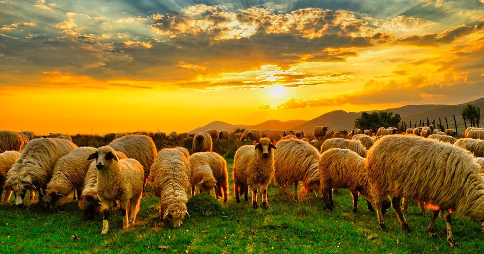1eyedcannibal's tweet photo. Aren't my sheep gorgeous? 
#lifeofashepherd https://t.co/5lx2Tkxow1