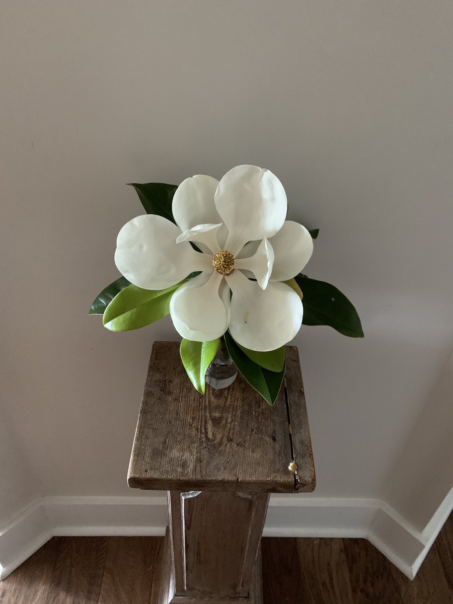 I love the month of May. If only for the magnolia blossoms.