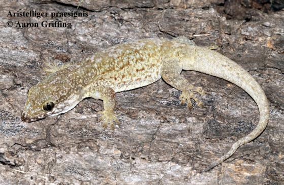 RoostersWorldja on Twitter: