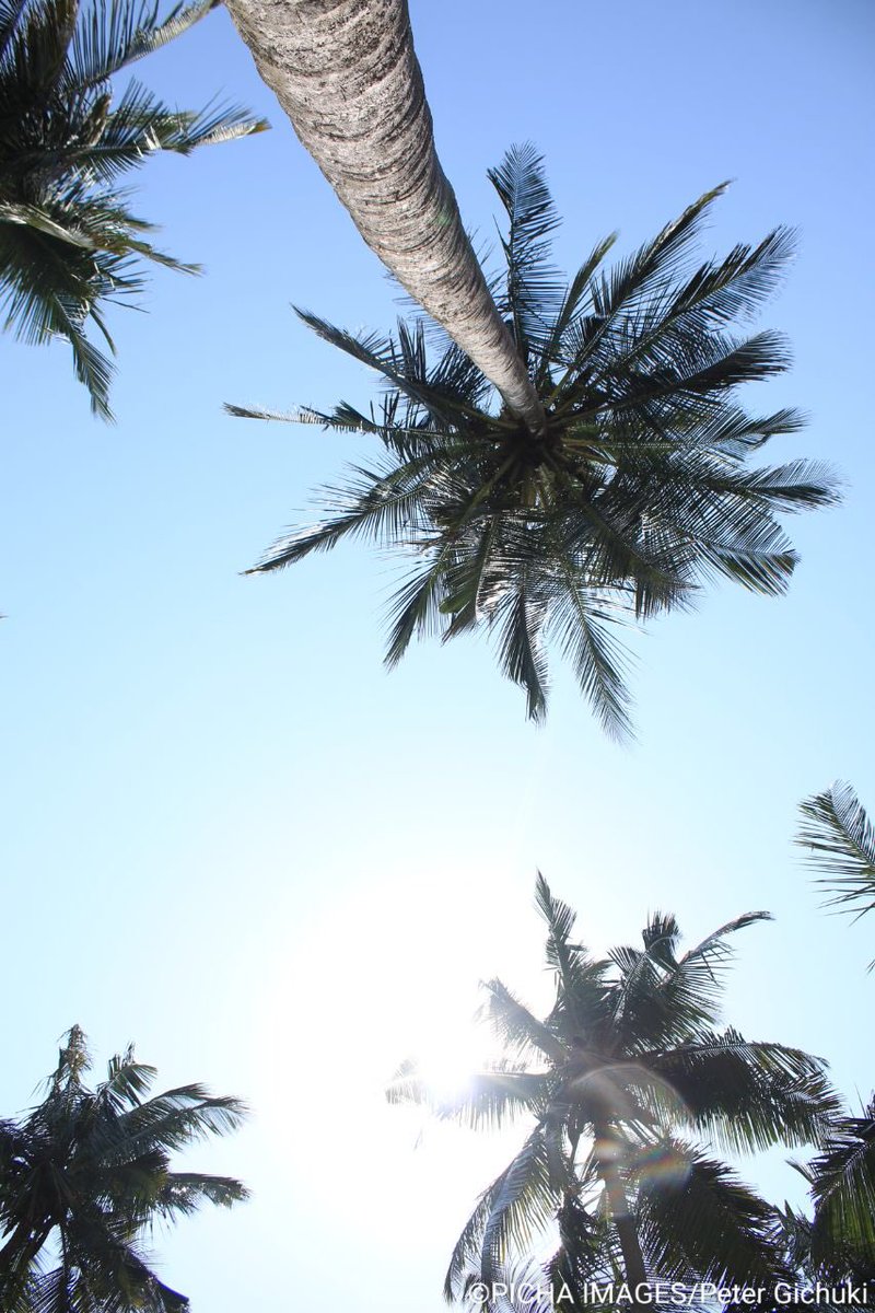 Picha_Images's tweet photo. By @petertwin_ #eidmonday If the travel ban was not our reality would this be your view??
#stockphotography #stockphotos #palmtrees #eidmubarak
Book your shoot today. Call/text/WhatsApp +254 781 480 #stockphotography #stockphotos #PichaImages
#AfricanImages #BestPictures https://t.co/EoZbnRTKxL