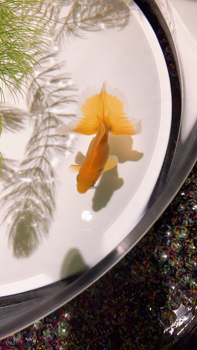 Kamus カミュ エンガブ 私の待ち受け 去年 金魚が沢山のアートアクアリウムで撮ったやつ 真似してもいいのよー 涼しげで大好き なにかとストレスも溜まってると思うけどお気に入りの1枚だから是非待ち受けにして涼んでみてね T Co Kamus カミュ エンガブ 私の待ち受け 去年 金魚が沢山のアートアクアリウムで撮ったやつ 真似してもいいのよー 涼しげで大好き なにかとストレスも溜まってると思うけどお気に入りの1枚だから是非待ち受けにして涼んでみてね T Co