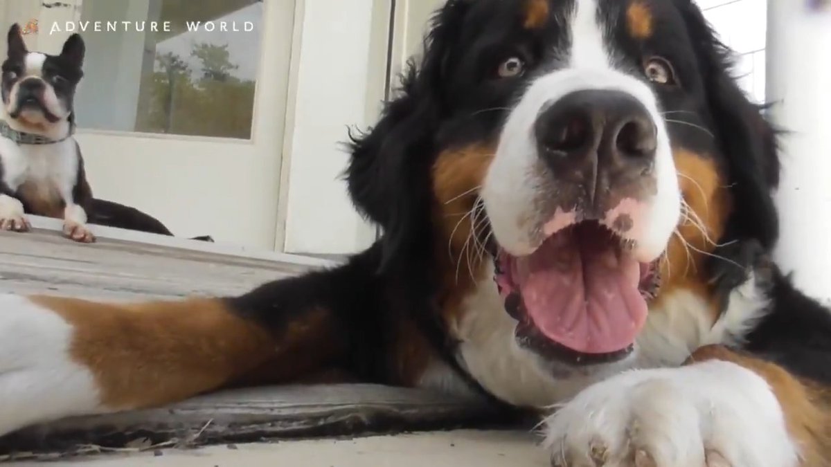 アドベンチャーワールド 公式 わんわんガーデン ではそれぞれがお気に入りの場所でうとうとしたり 気になるものを見に行ったり ゆったりとした時間を過ごしています アドベンチャーワールド 顔晴ろうわかやま Smileを届けたい 犬 イヌ T Co