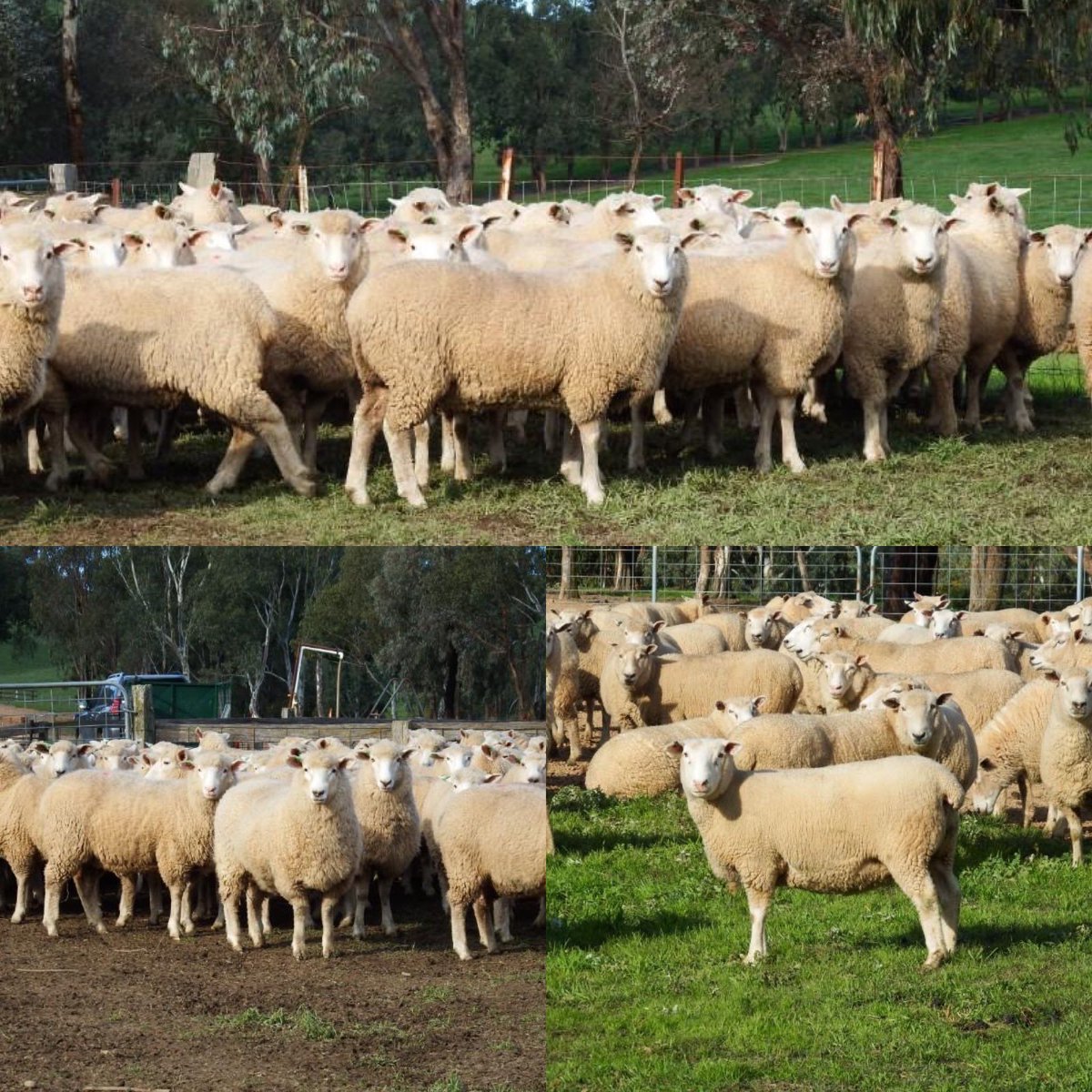 On Auctionsplus tomorrow Acc “Burdue” &amp; across for 4 lots, highly recommended contact David Welsh 0419624880 #highlander #probreed <a href="/murnongfarming/">Martin Clark</a> <a href="/neXtgenAgri/">neXtgen Agri Ltd</a> <a href="/Fergenetics/">Mark Ferguson</a>