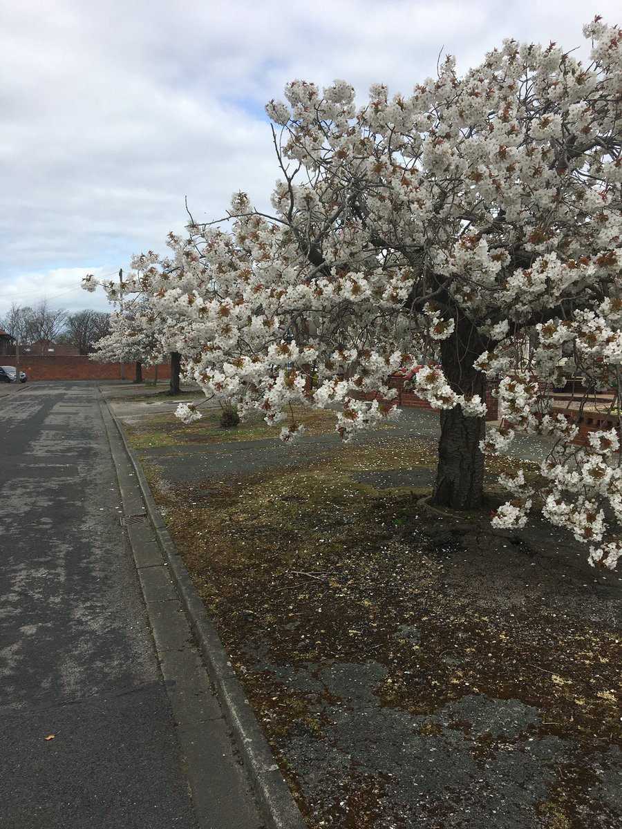 Tinyw773's tweet image. @LythamLifeStyle parks, side street’s and #HopeStreetPark
#lockdownleave
#DailyExercise 
#covid19uk