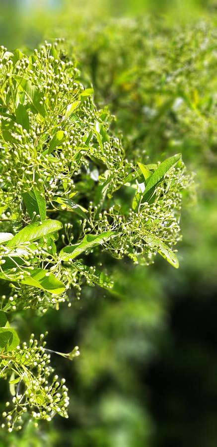 Jaynetunners's tweet photo. Shrub/tree ID please? Thought it was Elder- not sure though #treeid #treeidentification #shrubidentification https://t.co/ilnbGTAmg4