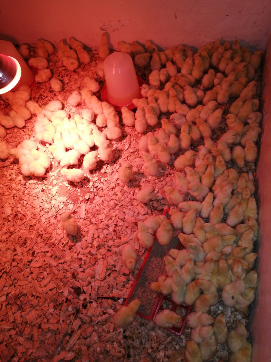 table_shakerZA's tweet photo. Sometimes they are not even cold. But used to being that close to each other from the box, so you should check on them very often and use your hand to separate them when you find them gathering in one space and corners or against the wall. https://t.co/hJEC2gJxnO