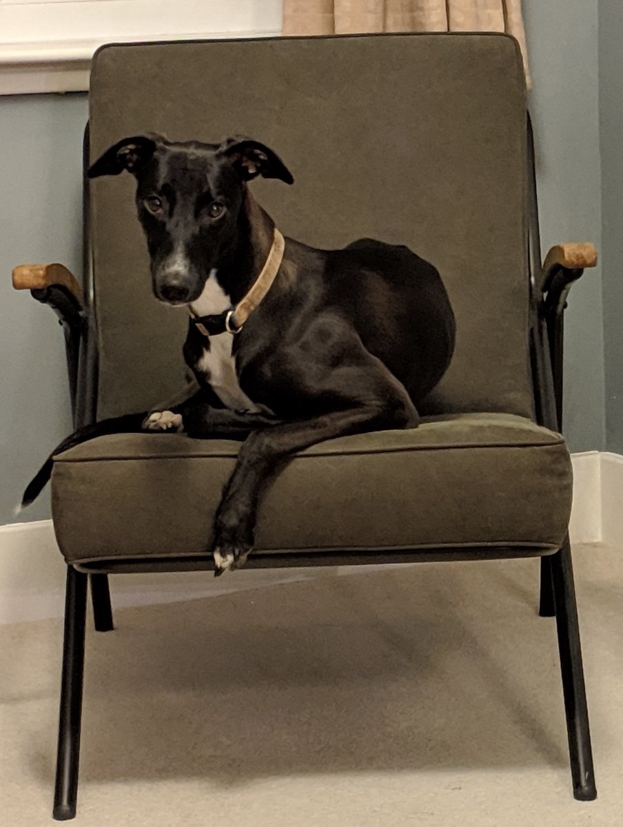 Day 10 is Lyra! I've been 'borrowing' this pup a few times a week for years now, and I'm missing her a lot during lockdown. I hope she approves of her CSS-ified portrait.  @CodePen is at  https://codepen.io/aitchiss/pen/rNOKPLG  #100daysProjectScotland  #100daysProjectScotland2020