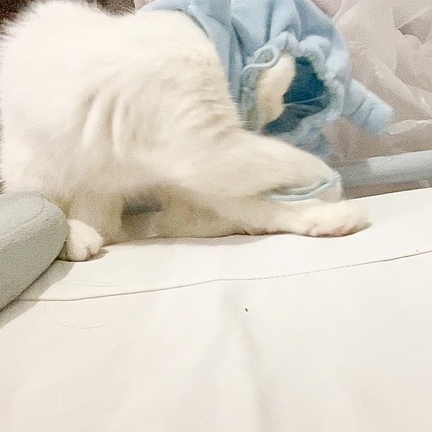 ૮꒰˵• ﻌ •˵꒱ა tweet media