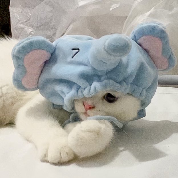 ૮꒰˵• ﻌ •˵꒱ა tweet media