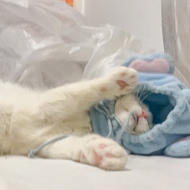 ૮꒰˵• ﻌ •˵꒱ა tweet media