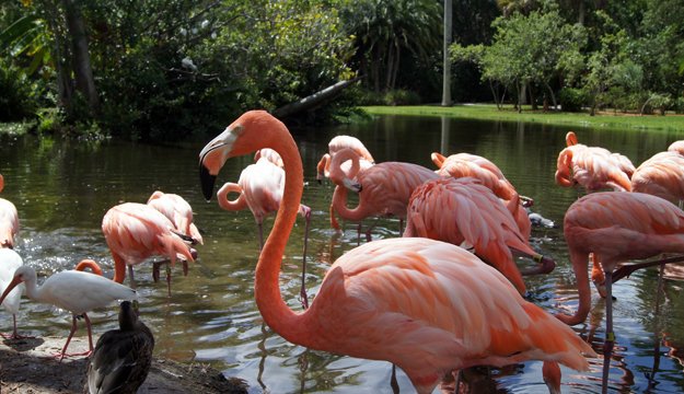 WickerInn's tweet image. Visit Sarasota Jungle Gardens.  Open 10am to 3:30pm Memorial Day.
Take a selfie with the flamingoes.

sarasotajunglegardens.com
