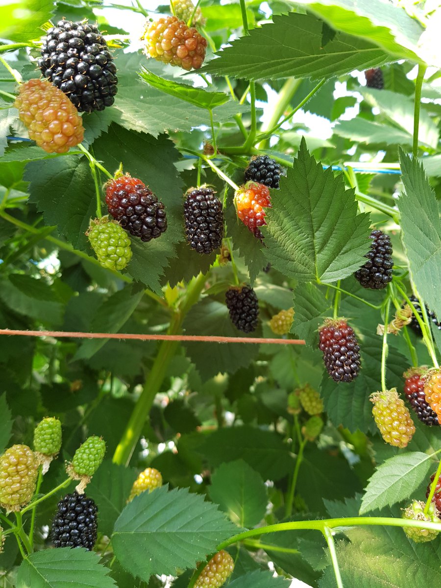 colbeggie's tweet photo. Beautiful @driscollsberry raspberries and blackberries almost ready for picking today! Exceptional quality! #scottish #softfruit https://t.co/ydabIvUnc7