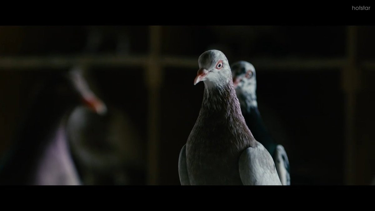 The credits are run without any music, just the sound effects pigeons flying and cooing. At the end of the credits, a man is shown feeding the Pigeons. We sense that he is not bird-lover or anything. There is a vague coldness in his appearance. Pigeons seem vulnerable.