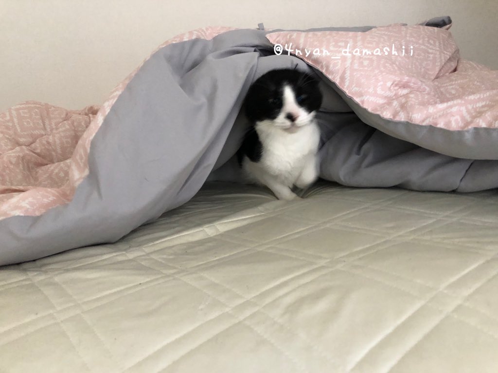 みーゆ 猫垢 殿のカラダが長すぎる て 手前にモーちゃん寝てるやつ笑 脚だけ出して寝てるのが可愛い おもしろ猫 錯覚 保護猫