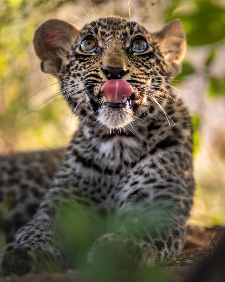 African_TC's tweet photo. Isn’t this the cutest thing you’ve seen all day? We love this image of a young leopard captured during a virtual game drive at @singita_ Sabi Sand. 

Follow @singita_ for more updates. https://t.co/NmcNaQfWrn
