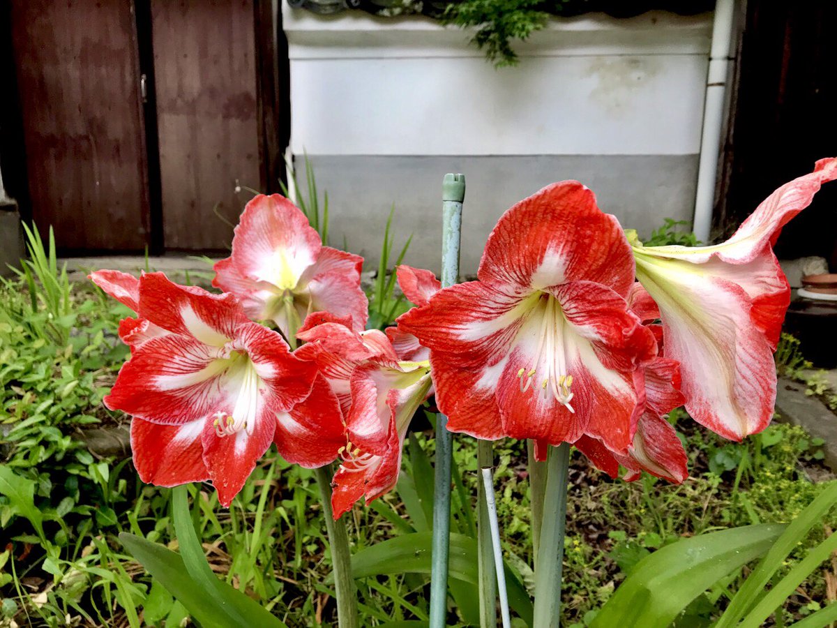 kenkosuzume's tweet photo. 父から送られてきた、祖父宅の鮮やかなアマリリスの写真🌷
手のひらより大きな見事な花弁！亡くなる前数年間はうちの実家にいたんだけど、この時期になるとこ��アマリリスが無事に咲いたか気にしてた。おじいちゃん、今年もまた咲いたよ！
#アマリリス https://t.co/PBN3yAzDcH