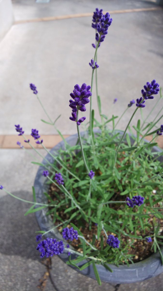 Gin イングリッシュラベンダーの花穂が綺麗な紫色になりました 去年よりも咲いてくれたかな 他にスイートラベンダー ラバンディンを育てていますがイングリッシュラベンダーは優しい香りですね ラベンダー イングリッシュラベンダー ハーブ