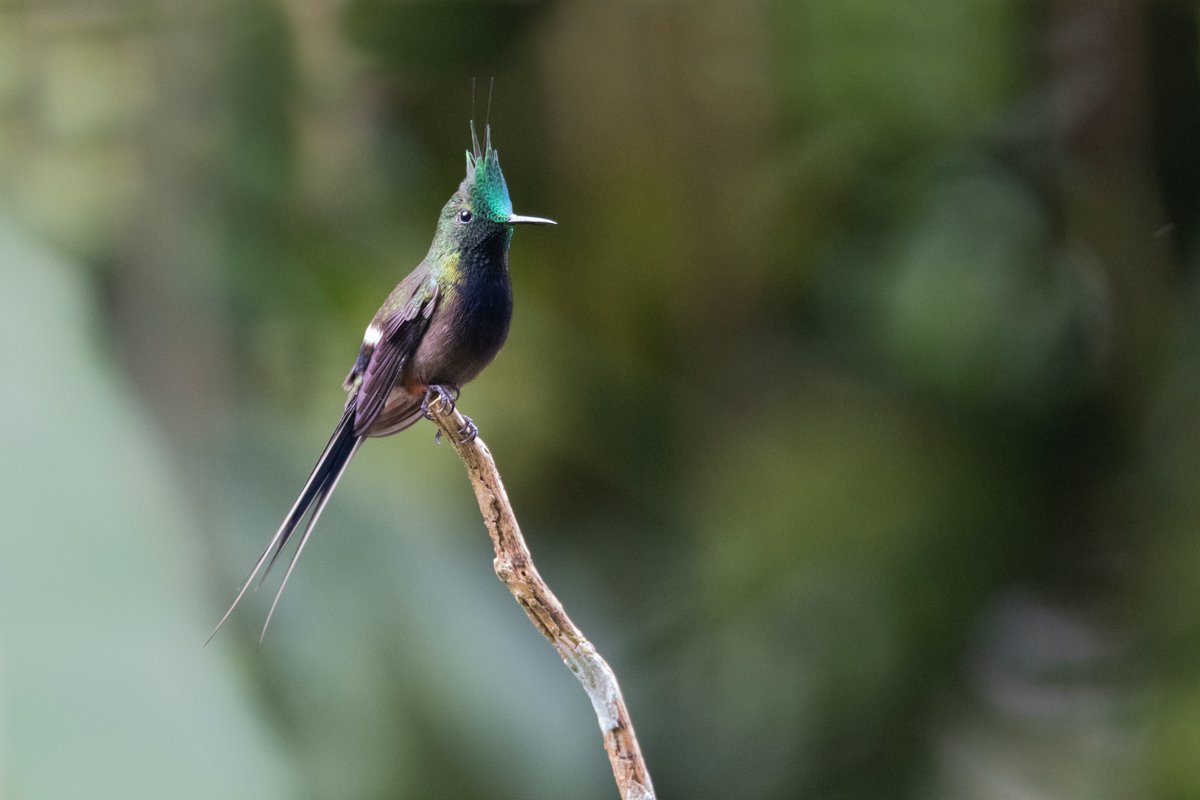 EugeniCapella's tweet photo. #birdparty Foto: @grallariatours Miquel_Bonet https://t.co/8eVQZQYq0H