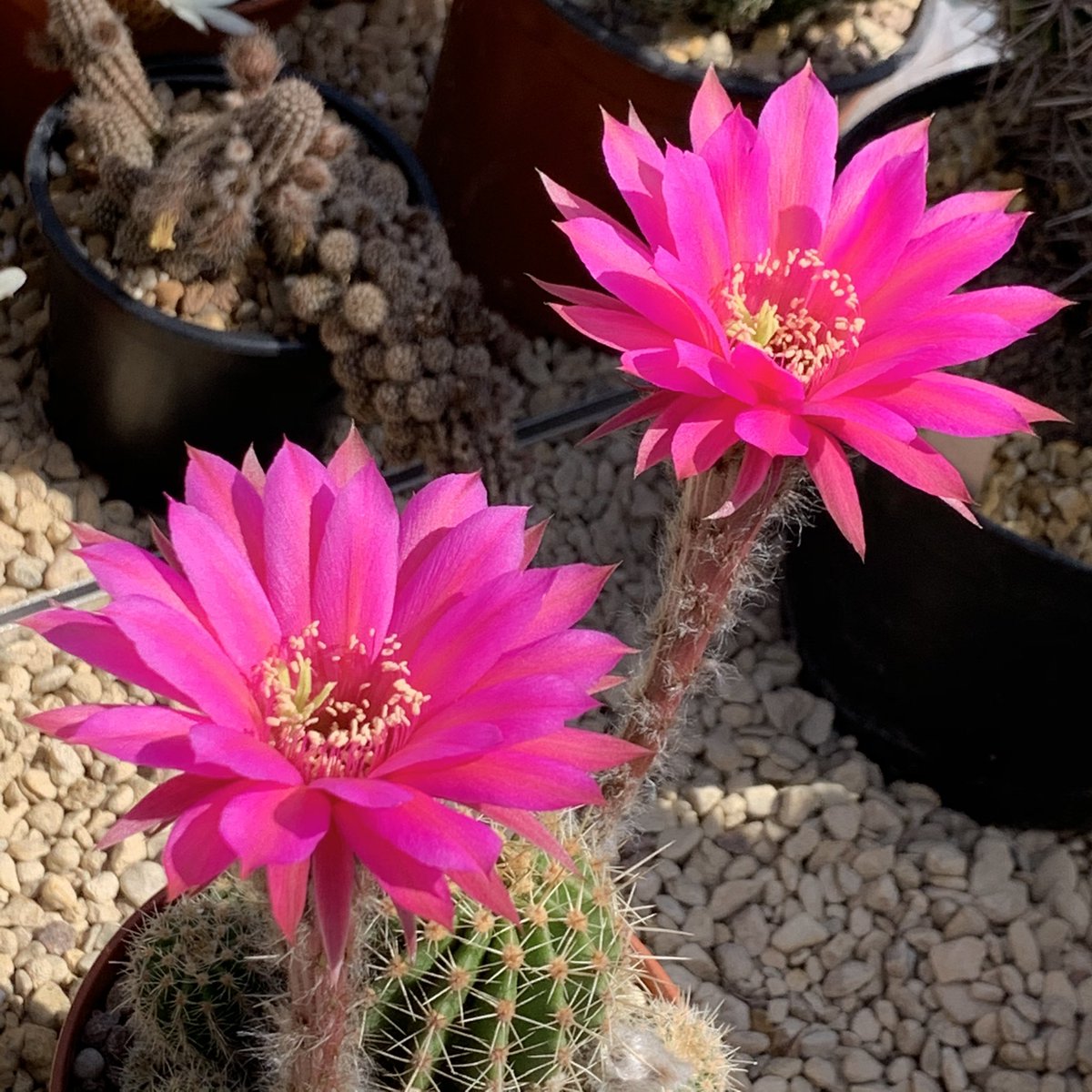 ginnyclaire006's tweet photo. More gorgeous flowers - Neoporteria Taltensis, Echinopsis hy. Pulsar, Echinopsis hy. Darley Pinwheel, Echinopsis Subdenudata 💚🌵 #cactus #cacti #cactusuk #cacticollection https://t.co/odp1xcQ0BI