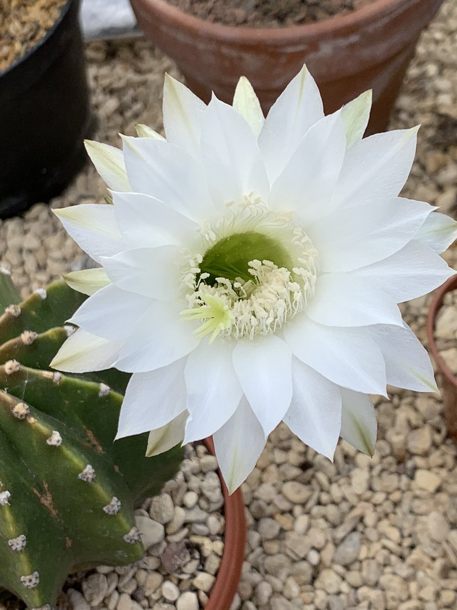 ginnyclaire006's tweet photo. More gorgeous flowers - Neoporteria Taltensis, Echinopsis hy. Pulsar, Echinopsis hy. Darley Pinwheel, Echinopsis Subdenudata 💚🌵 #cactus #cacti #cactusuk #cacticollection https://t.co/odp1xcQ0BI