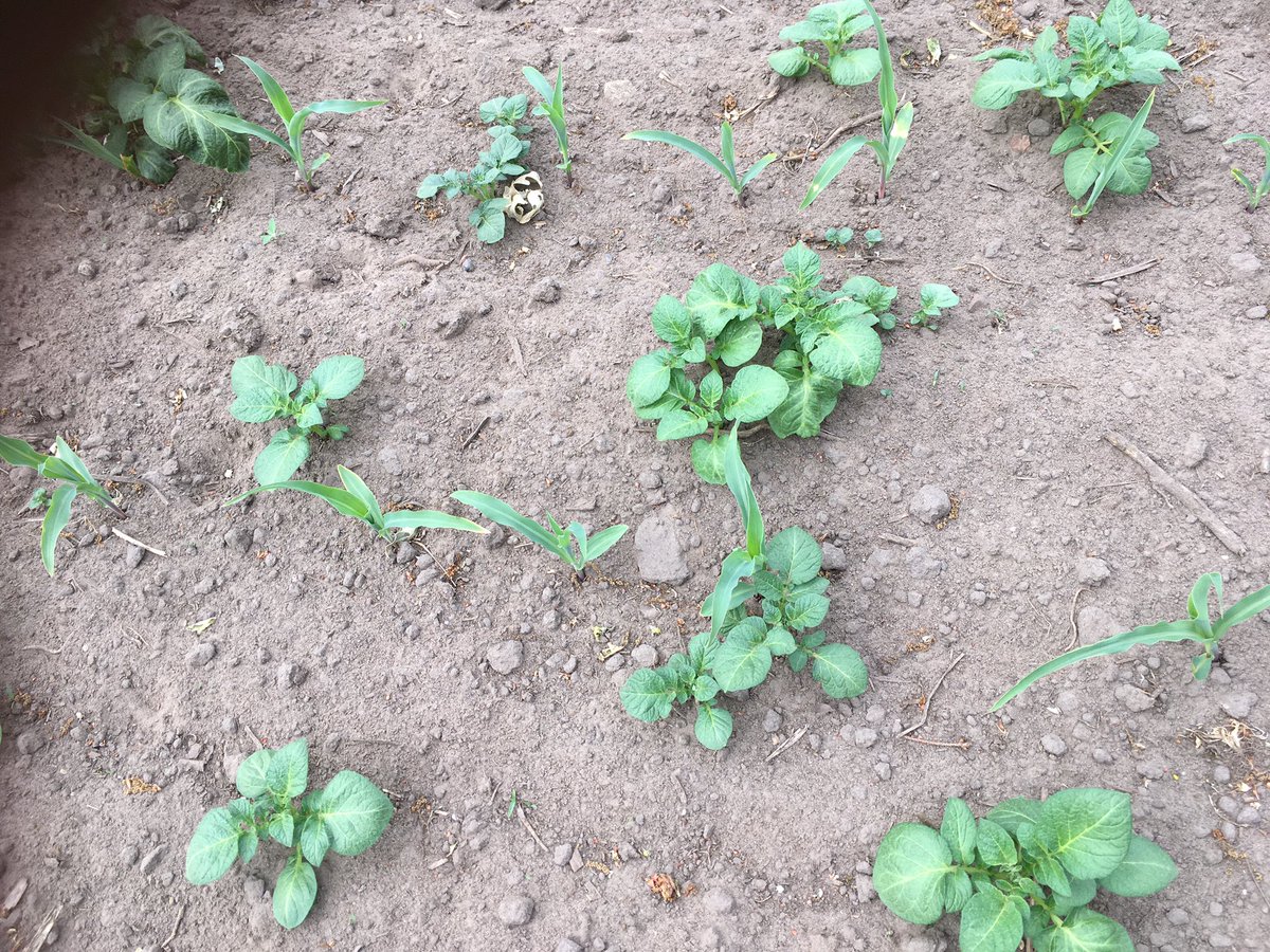 atenheggeler's tweet photo. #aardappelopslag is een aandachtspunt in #mais. Zet hier #Calaris of #Callisto in. Zie hier op het zand veel percelen die groen zien van de opslag. Houdt de percelen gezond voor toekomstige aardappelteelt. Bestrijdt ze daarom goed nu in mais https://t.co/gOYYQZCWPF
