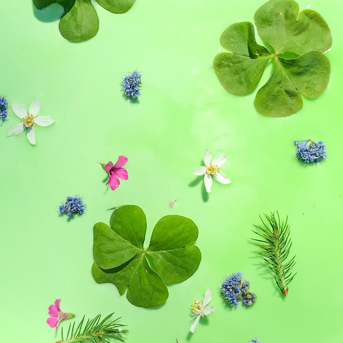 resolvetoplay's tweet photo. Trying to bring some colour and calm to my tiny corner of twitter! I give you meadow ooblek 💚 2 parts cornflour to 1 part water, add colouring &amp; flowers. Leave out flowers for a taste safe alt. #sensoryplay #play #resolvetoplay #kidsactivities #outdoorfun https://t.co/XlMOyod5kx