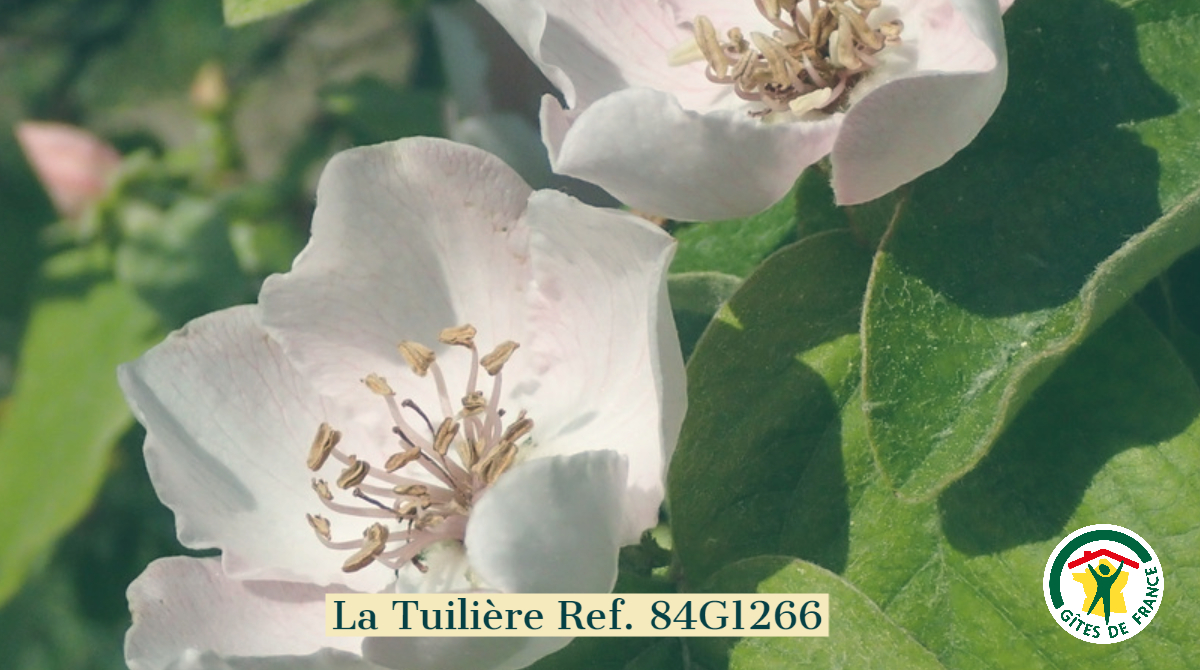 GitesDeFrance's tweet photo. En Mai, les grandes et étonnantes #fleurs du #cognassier apparaissent et libèrent un parfum de violettes ! Vous pouvez en admirer chez Clotilde et Didier, propriétaires d'une maison d'hôtes dans le #Vaucluse. #lundifleuri
#maisondhotes #bedandbreakfast #luberon https://t.co/YBZCo35FCH