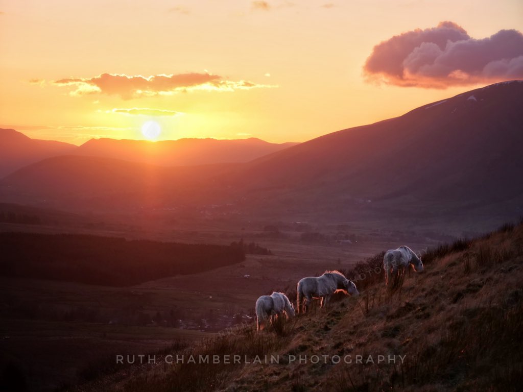 Ruth Chamberlain tweet media