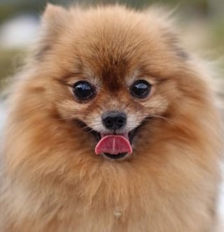 Beautiful 🙂 
#dogsoftwitter