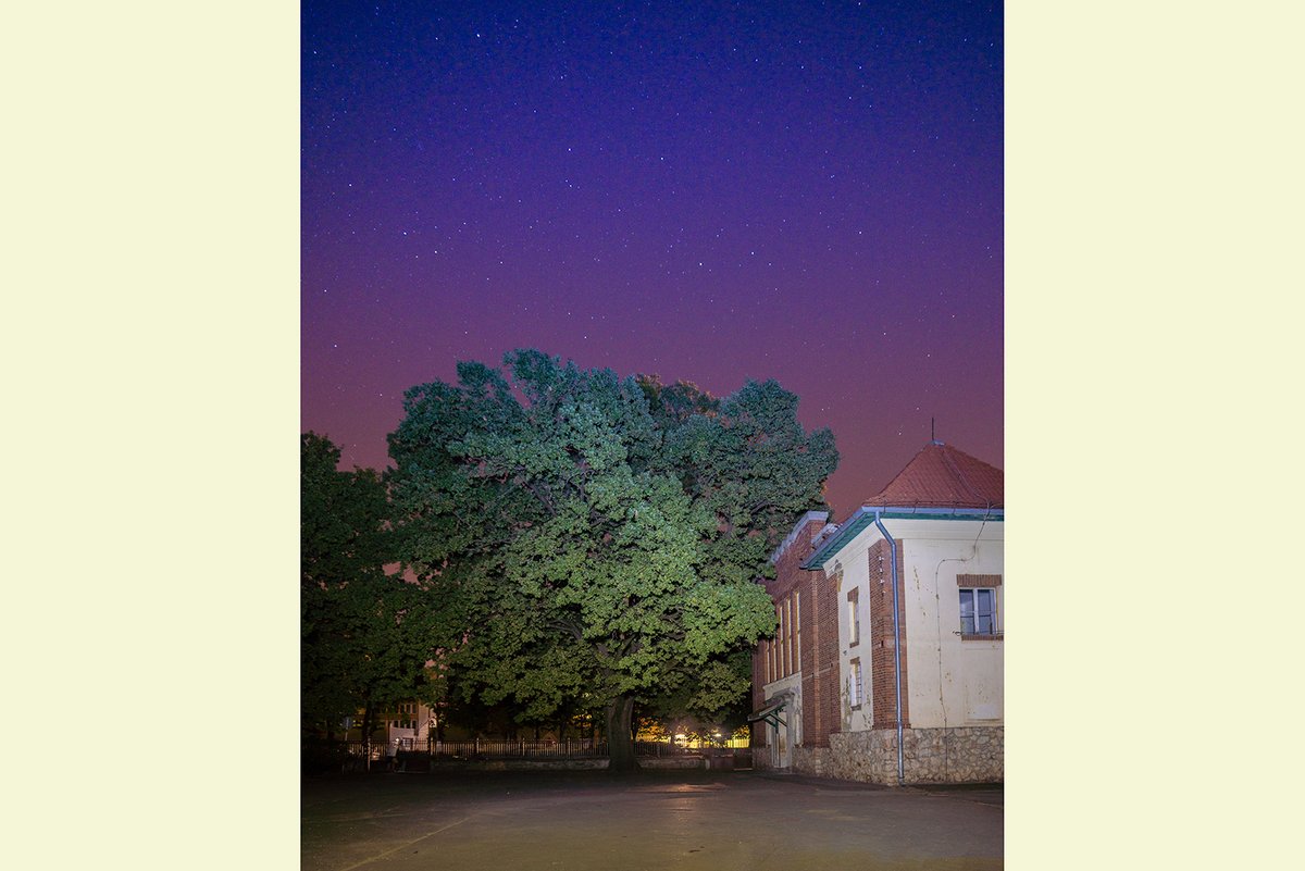 TreeoftheYear's tweet image. Thank you to Ökotárs Alapítvány for nominating the Freedom Tree in Kaposvár, the 8th Place contender from Hungary. This tree has watched schoolchildren play and grow in its shade for 90 years. This oak has an amazing story!

#ETOTY2020
#TreeOfTheYear
#TreeStories
#Hungary
#oak