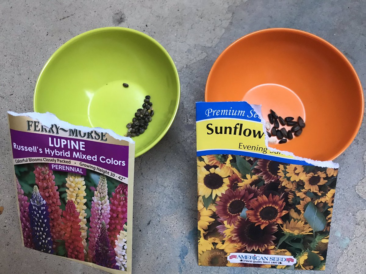 FishBowlFamily's tweet photo. #FishBowlFamily π in the Garden π±
New Seeds π»πΊ
#StayInToSlowTheSpread π¦ ππΊπΈ https://t.co/rB7J8YuSv1