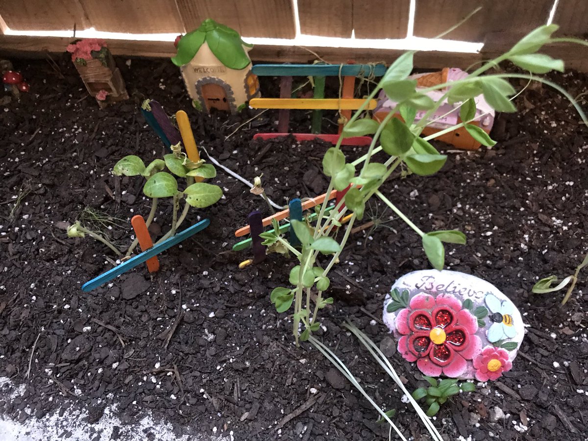 FishBowlFamily's tweet photo. #FishBowlFamily π in the Garden π±
New Seeds π»πΊ
#StayInToSlowTheSpread π¦ ππΊπΈ https://t.co/rB7J8YuSv1