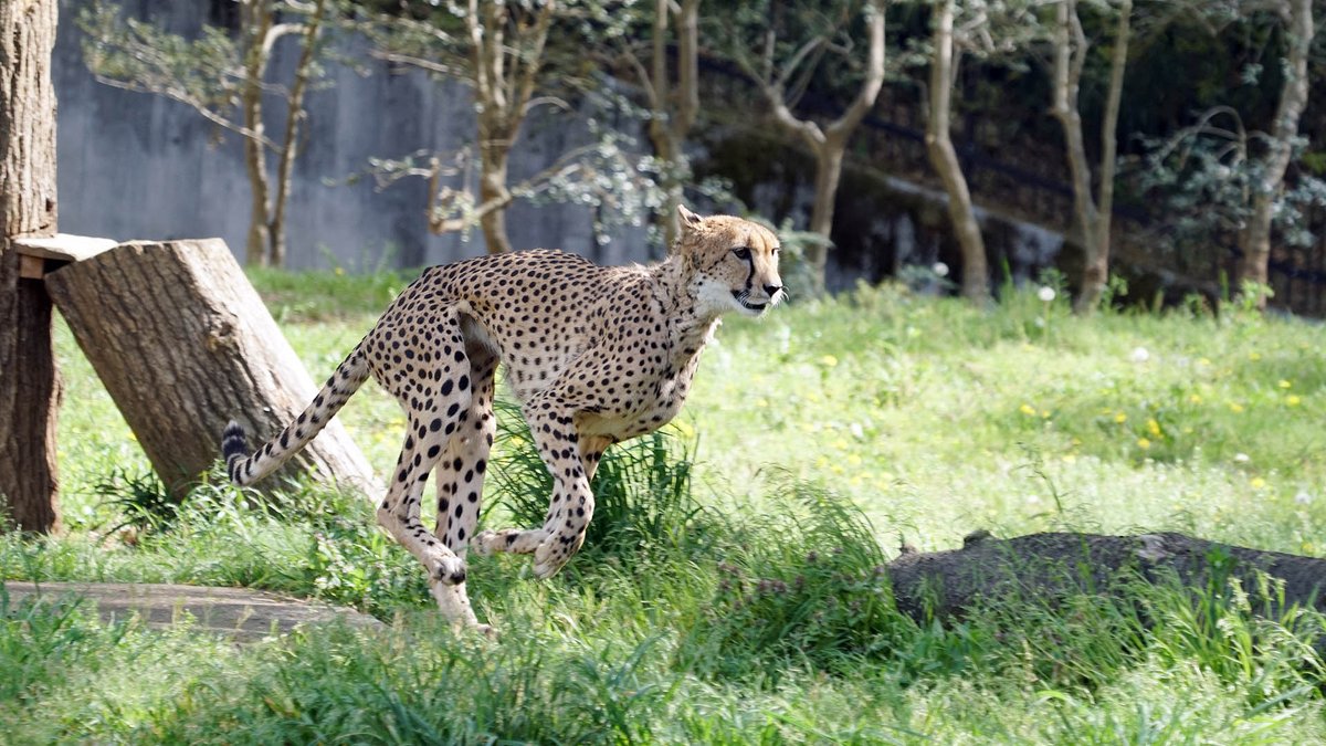 トラなお 天気がいい日は動物園に行きたくなりますね 多摩動物公園 チーター Cheetah