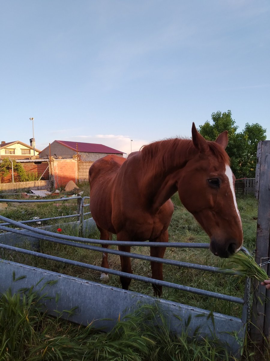 SportChris_'s tweet photo. Ha sido un #findesemana intenso; poco a poco completamos la desescalada y se pueden hacer más cosas ! 🌿🐴 🏡 🙋🏽‍♂️ https://t.co/TV4THKamMA