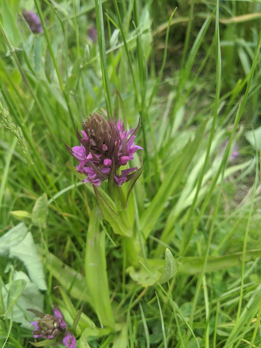 Found some southern Marsh-orchids just coming into flower 🌸 #wildflowers #orchids
