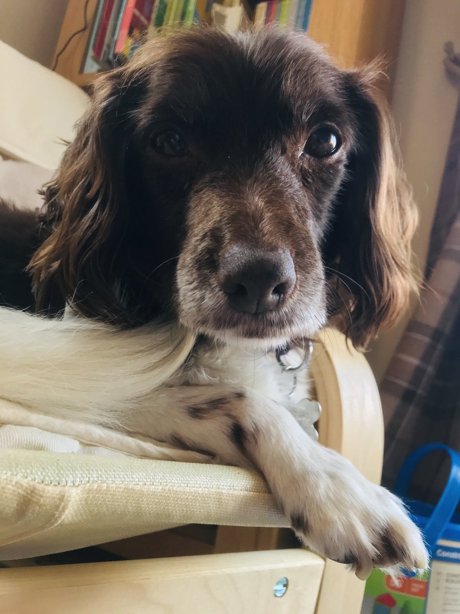 Basil 🌿 ‘Batman’ & Maggie Moo🐮Mar tweet media