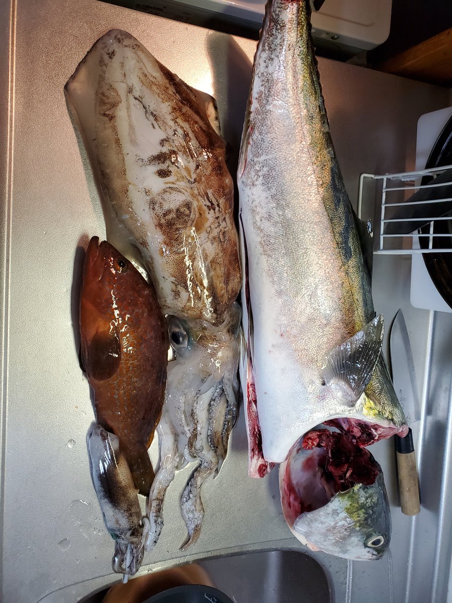 ヒロアキ 今日の釣果報告 ブリはクーラー入らず頭折りました 笑 エギング ショアジギング 愛媛