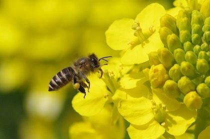 innomiel's tweet photo. El Día Mundial de las abejas, uno de los seres vivos más importantes #apicultura https://t.co/yS1nVA9Em4 https://t.co/tPQgH5RvTN