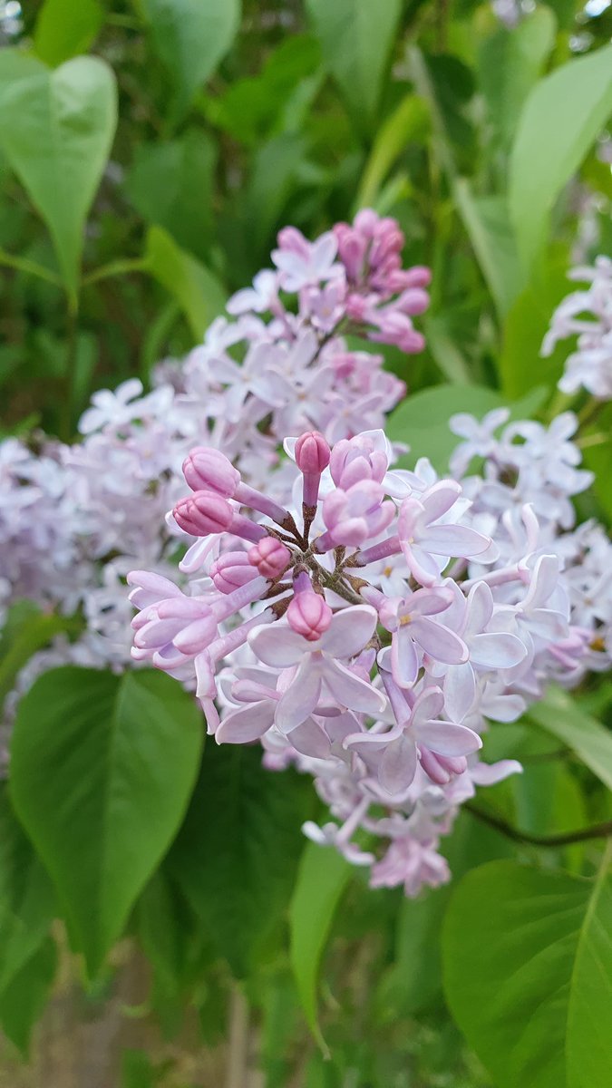 Due to the cold spring we actually have some remaining lilacs for #TheGlorious25thofMay for once!