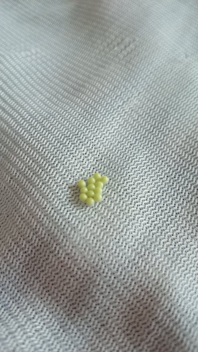 しろいるか 干してある洗濯物に無断で卵を産み付けないでください