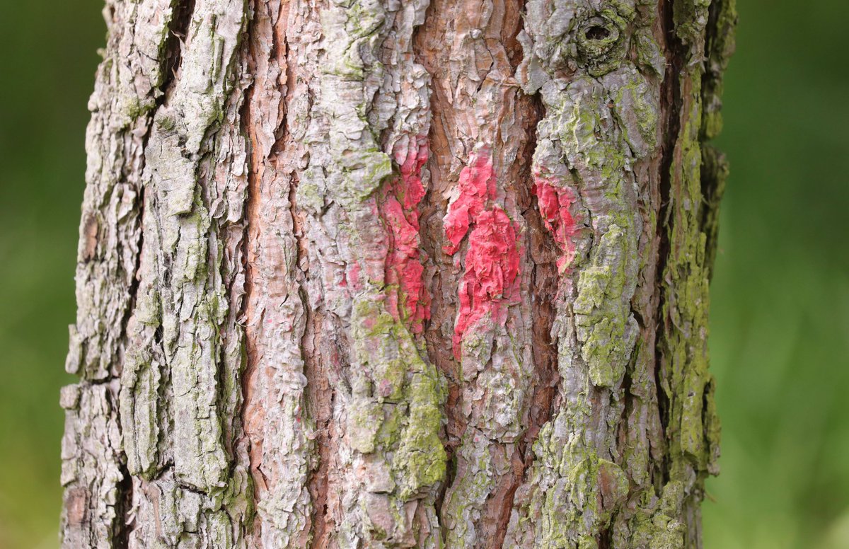 Janeh271's tweet photo. Good morning all 😘 look for #hiddencolours today #janesphotochallenge https://t.co/sxv5cbdfiT