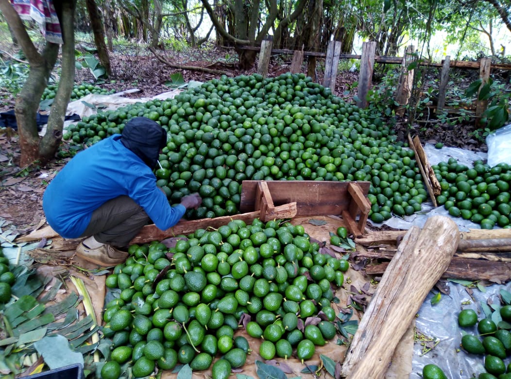 Frutunda's tweet photo. Farmers must get it right when it comes to export of hass avocado ie. Right variety of seedlings and the required fruit sizes. It demands for fruits of certain shapes and sizes. Farmers should wait for the right time to pick the fruits and never pick them before they are mature https://t.co/vLXNNa8o49