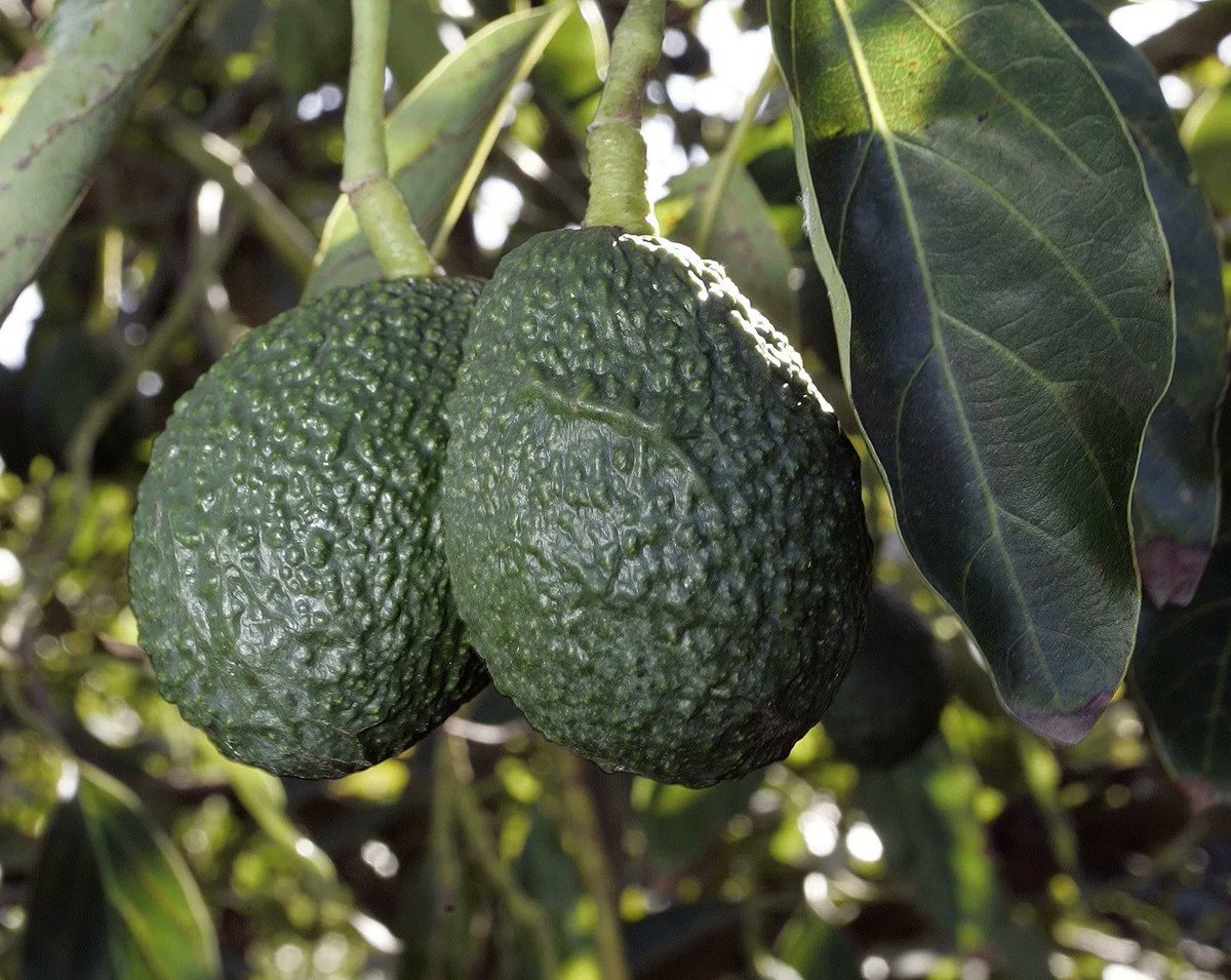 Frutunda's tweet photo. Farmers must get it right when it comes to export of hass avocado ie. Right variety of seedlings and the required fruit sizes. It demands for fruits of certain shapes and sizes. Farmers should wait for the right time to pick the fruits and never pick them before they are mature https://t.co/vLXNNa8o49