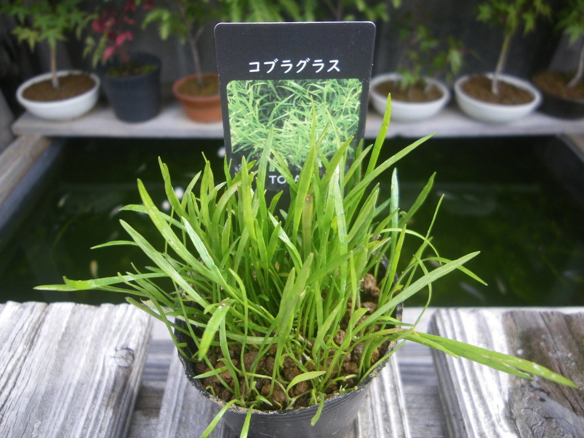 メダカの大工 メダカのビオトープの水草は これから暑くなると大きく成長して レイアウトが崩れます 草丈の小さい水草 コブラグラスを購入したので 株分けして増し メダカのビオトープに飾る予定です 成長が遅い水草のようですが どのくらいの期間で メダカの大工 メダカのビオトープの水草は これから暑くなると大きく成長して レイアウトが崩れます 草丈の小さい水草 コブラグラスを購入したので 株分けして増し メダカのビオトープに飾る予定です 成長が遅い水草のようですが どのくらいの期間で