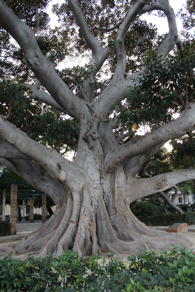 psiynutricion's tweet photo. El #FicusMacrophylla es un árbol imponente y robusto de extraordinaria belleza que si tiene que romper el suelo para seguir expandiéndose lo hace a través de sus raíces, no se detiene ante la #adversidad ni sabe de limitaciones ¿y si seguimos su #ejemplo para seguir #creciendo? https://t.co/1vHc1ocbkH